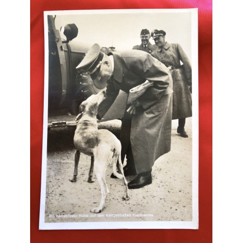Ein herrenloser Hund auf den Kampfstrassen Frankreichs Postcard # 6444